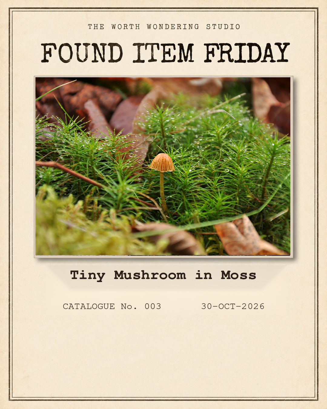 Tiny orange mushroom among dew-covered moss, Found Item Friday No. 003.